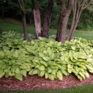 Photo Courtesy of Walter's Gardens, Inc.