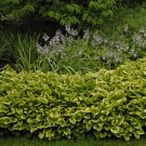 Photo Courtesy of Walter's Gardens, Inc.