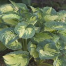 Photo Courtesy of Walter's Gardens, Inc.