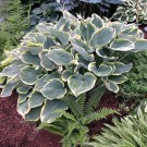 Photo Courtesy of Walter's Gardens, Inc.