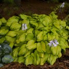 Photo Courtesy of Walter's Gardens, Inc.