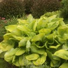 Photo Courtesy of Walter's Gardens, Inc.