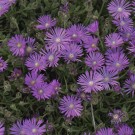 Photo Courtesy of Walter's Gardens, Inc.