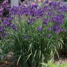 Photo Courtesy of Walter's Gardens, Inc.