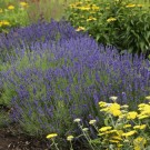 Photo Courtesy of Walter's Gardens, Inc.
