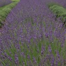 Photo Courtesy of Walter's Gardens, Inc.