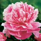 Photo Courtesy of Walter's Gardens, Inc.