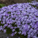 Photo Courtesy of Walter's Gardens, Inc.