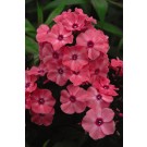 Photo Courtesy of Bailey Nurseries Inc.