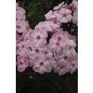 Photo Courtesy of Bailey Nurseries Inc.