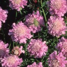 Photo Courtesy of Walter's Gardens, Inc.