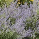 Photo Courtesy of Walter's Gardens, Inc.