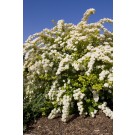 Photo Courtesy of Bailey Nurseries Inc.