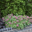 Photo Courtesy of Walter's Gardens, Inc.