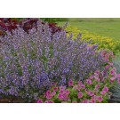 Photo Courtesy of Bailey Nurseries Inc.