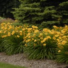 Photo Courtesy of Walter's Gardens, Inc.
