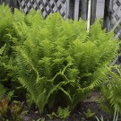 Photo Courtesy of Walter's Gardens, Inc.