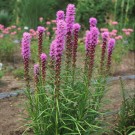 Photo Courtesy of Walter's Gardens, Inc.