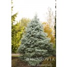 Photo Courtesy of Monrovia