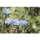 Flax, Sapphire 