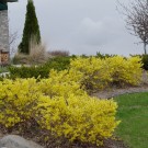 Photo Courtesy of McKay Nursery Company