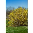 Photo Courtey of Bailey Nurseries Inc.