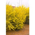 Forsythia, Lynwood Gold 