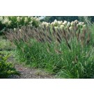 Photo Courtesy of Brent Horvath - Intrinsic Perennial Gardens