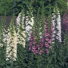 Photo Courtesy of Ball Horticultural Company