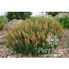 Photo Courtesy of Plant Select®