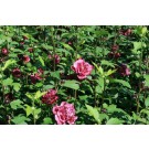Image Courtesy Bailey Nursery