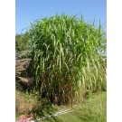 Giant Japanese Silver Grass...©photo ArborTanics Inc.