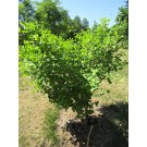 Ginkgo, Tschi Tschi
