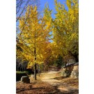 Ginkgo biloba-Generic