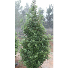 Photo Courtesy of Hale & Hines Nursery 