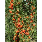 Goji Berry (Lifeberry)