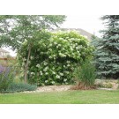 Golden Elder...©ArborTanics Inc.