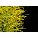 Goldenrod, Super