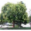 Goldenrain Tree ©photo ArborTanics Inc.