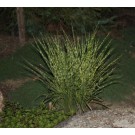 Gold Bar Miscanthus...©photo ArborTanics Inc.