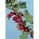 Photo Courtesy of Bron & Sons Nursery Co.