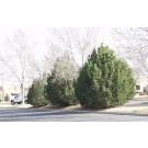 Grande Mugho PIne...©photo ArborTanics Inc.