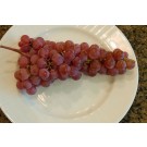 Photo Courtesy of Bailey Nurseries Inc.