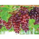 Photo Courtesy of Ball Horticultural Company