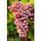 Photo Courtesy of Ball Horticultural Company