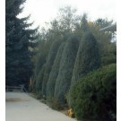 Gray Gleam Juniper ©photo ArborTanics Inc.