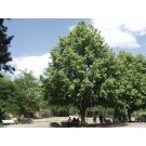 Greenspire Linden ©photo ArborTanics Inc.