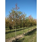 Single Stem Form - Photo Courtesy of Clayton Tree Farm