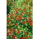 Photo Courtesy of Plants Nouveau