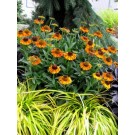 Photo Courtesy of Van Essen Nursery Company